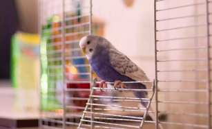 宠物鸟价格表（宠物鸟多少钱一只?）