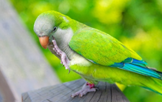 宠物鸟价格行情（宠物鸟品种价格）