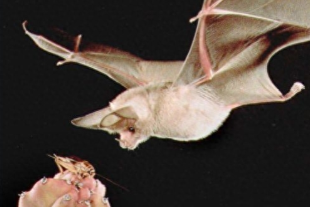 国内蝙蝠有狂犬病毒吗（中国蝙蝠会传染狂犬病吗）