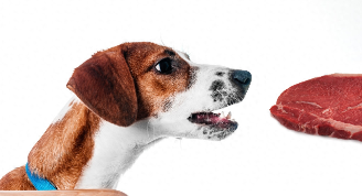 狂犬病的主要症状（试述动物伪狂犬病的主要症状）