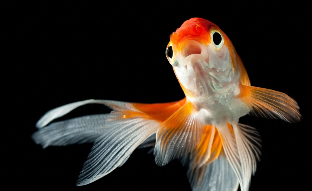 观赏鱼种类（观赏鱼种类冷水鱼）