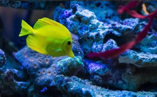 观赏鱼烂尾烂鳍烂鳞用什么药（观赏鱼烂尾烂鳍烂鳞用什么药用甲销锉行吗）