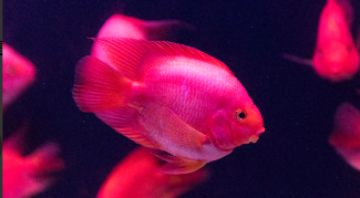 观赏鱼的种类识别（观赏鱼分类名称大全）