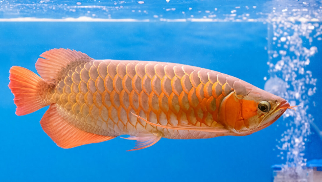 观赏鱼的种类大全（观赏鱼种类图片大全及名称）