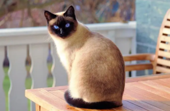 暹罗猫的品种分类图（暹罗猫品种有哪些）