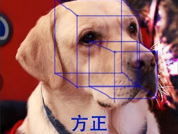 纯种拉布拉多犬怎么样（正宗拉布拉多犬好吗）