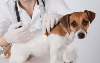 狂犬病七天自测（狂犬病七天自测被猫抓伤）