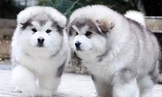 阿拉斯加一生认几个主人（阿拉斯加智力等于几岁）