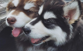 阿拉斯加可以穷养吗（阿拉斯加一般人养得起吗）