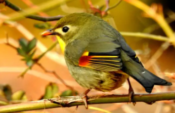 宠物鸟交易平台（宠物鸟交易平台哪个好）