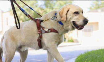 纯种拉布拉多犬黑色多少钱（纯种拉布拉多黑色价格）
