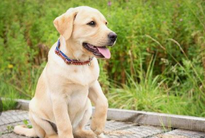 纯种拉布拉多犬尾巴长什么样（纯种拉布拉多尾巴）