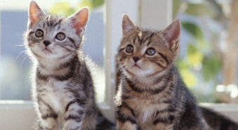 给猫咪吃的鸡胸肉要放盐吗（猫咪吃鸡胸肉需要放盐吗）