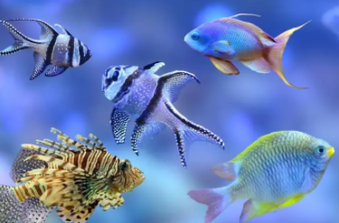 观赏鱼怎么养才能活得长久（12种最适合懒人养的观赏鱼）