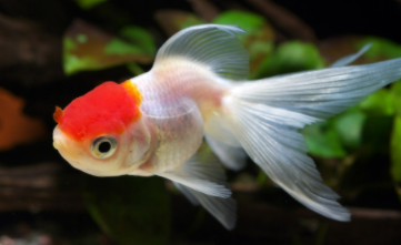 观赏鱼几天喂一次比较合适（小型观赏鱼一天喂几次）