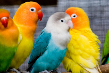 宠物鸟价格多少钱（宠物鸟价格多少钱一条）