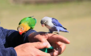 宠物鸟多少钱一只?（鸟大概多少钱一只）