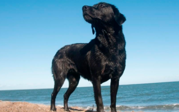 拉布拉多猎犬和拉布拉多有什么区别（拉布拉多猎犬与纯种拉布拉多）