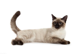 虎斑暹罗猫的种类（虎斑暹罗猫品种介绍）