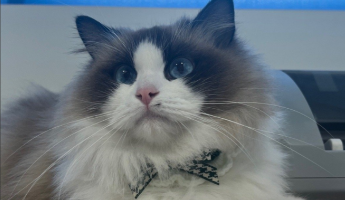 治疗猫传腹得花多少钱（治疗猫传腹的土方法）