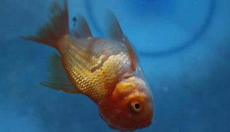 观赏鱼身上长白霜怎么办（观赏鱼烂尾烂鳍烂鳞用什么药）