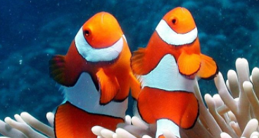 观赏鱼长什么样（淡水观赏鱼特点）