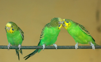 宠物鸟养什么好安静（宠物鸟哪种好养活又安静）