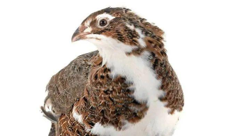 宠物鸟养什么好 鹌鹑（养什么种类的鹌鹑最好）