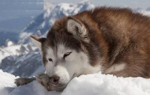 阿拉斯加智力等于几岁（阿拉斯加可以穷养吗）