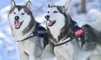 阿拉斯加犬和哈士奇有什么区别（阿拉斯加犬和哈士奇犬的区别）