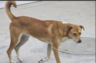 田园犬最好的品相（田园犬怎么样）