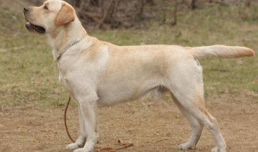 拉布拉多猎犬优缺点（拉布拉多猎犬多少钱一只）