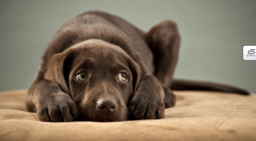 拉布拉多好养吗 优缺点有哪些（拉布拉多品种的狗狗好养活吗?）