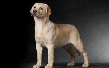 一岁的拉布拉多好养吗（一岁拉布拉多是幼犬还是成犬）