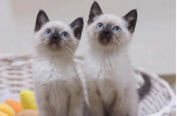 暹罗猫价格多少钱一只2023年（虎斑暹罗猫价格多少钱一只2023年）