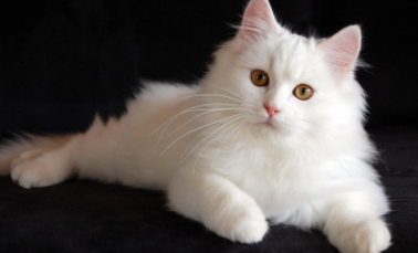 国际小猫日是什么时候（国际猫咪节）