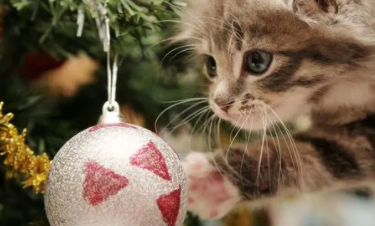 国际猫咪日海报（国际猫咪节）