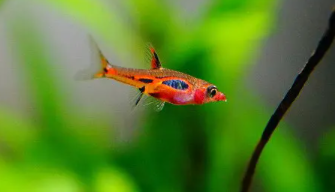 观赏鱼之家官方网站网址多少（cnfish观赏鱼之家）