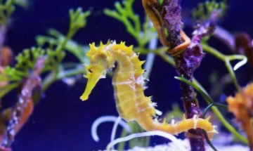 海马属于鱼类吗?为什么（海马属于鱼类吗为什么）