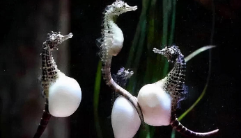 海马属于鱼类吗?理由是什么?（海马属不属于鱼类）