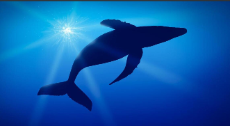 鲸鱼属于鱼类吗（鲨鱼属于鱼类吗）