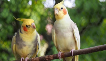 宠物鸟养什么好养（宠物鸟买什么好）