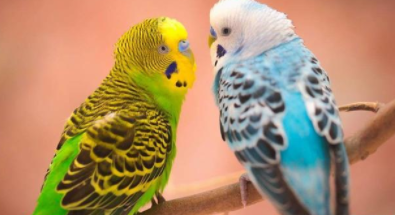 十大便宜好养的宠物鸟（十大最好养又最便宜认人的鸟）