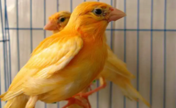 12种最适合懒人养的鸟（12种最适合懒人养的鸟的寿命是多少）