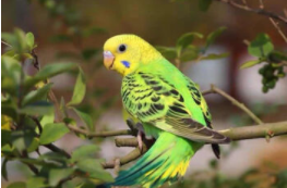 什么鸟会跟着主人飞（怎么训练鸟随叫随到）