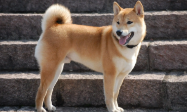 中华田园犬六大品种（最正宗的中华田园犬）