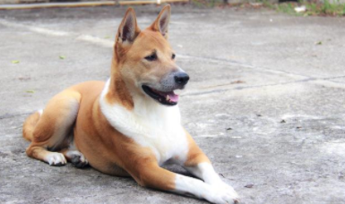 中华田园犬是不是土狗（中华田园犬多少钱一只幼犬）