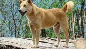 中华田园犬的性格特点（中华田园犬性格特点优缺点）
