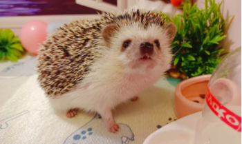 一只野生刺猬能卖多少元（一只野生刺猬能卖多少元钱）