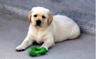 拉布拉多好养吗?（一岁的拉布拉多好养吗）